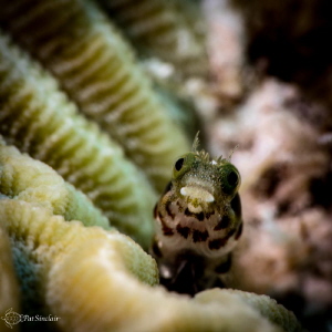 Rough head Blenny by Patricia Sinclair 